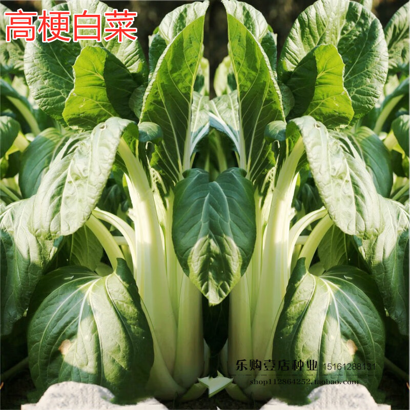 高梗白长梗小白菜种籽高杆白菜种子酸白菜腌菜青菜籽四季蔬菜种孑高梗