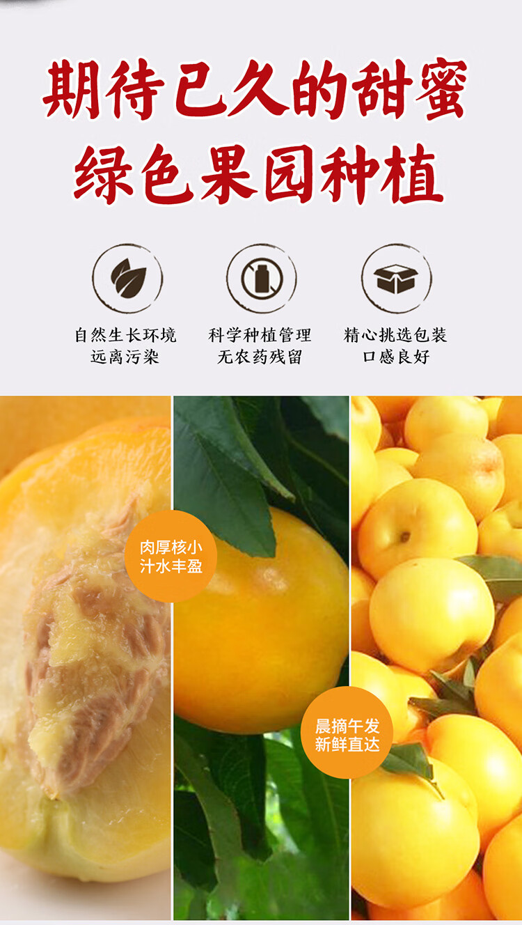 金凤黄桃品种介绍图片