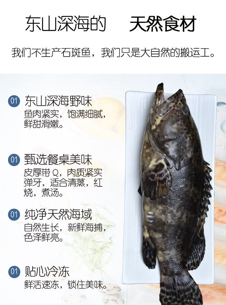 順豐冷運大龍膽石斑魚海鮮水產鮮活深海海魚新鮮龍躉魚大石斑魚福茹洲