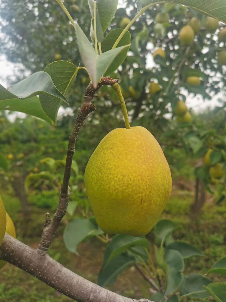 现摘陕西红香酥梨松脆水分足同系纯甜梨子新鲜产地直发 红香酥梨 9斤