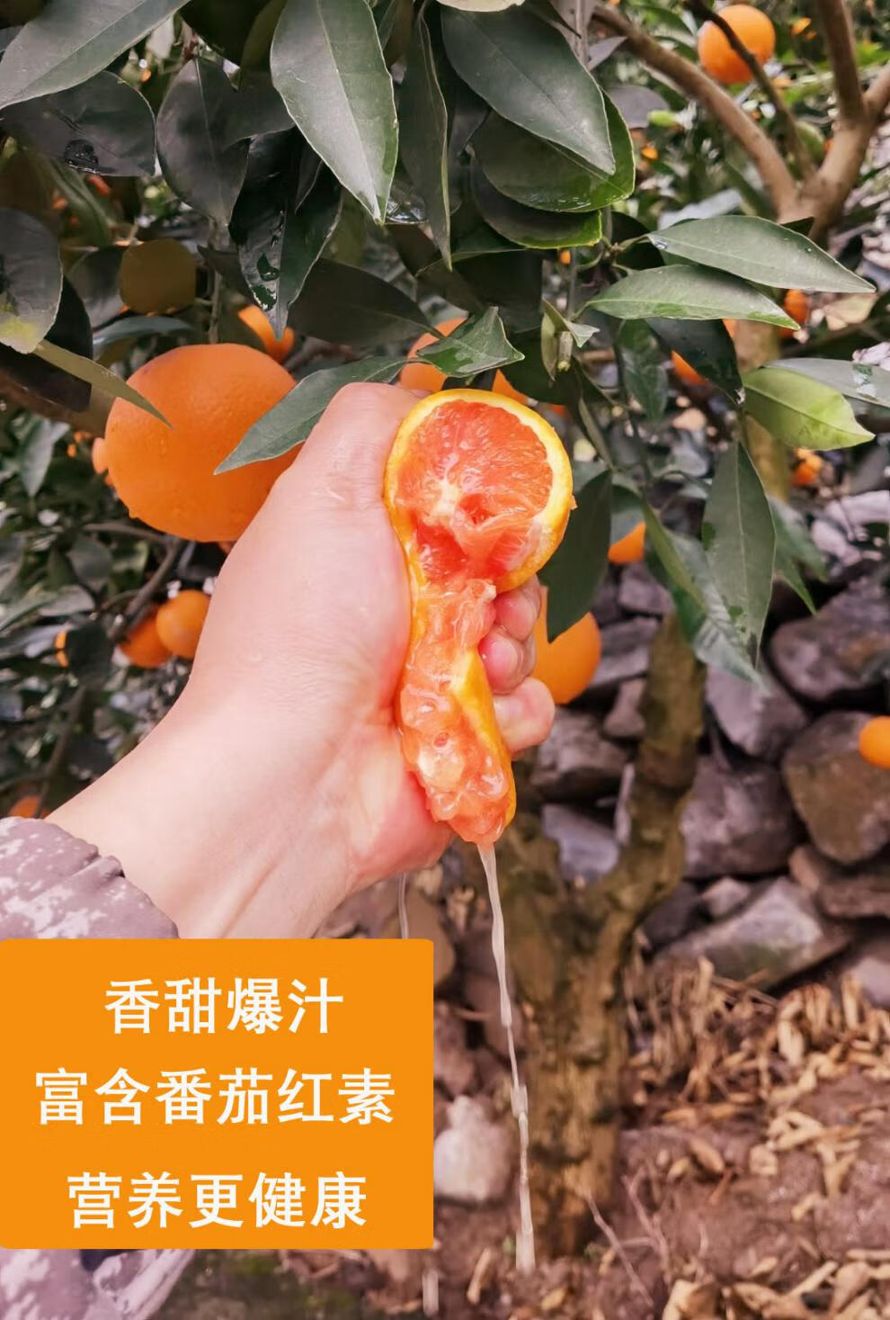 云阳红橙现摘现发肉红中华血橙卡拉脐橙应季水果新鲜红肉脐橙1020斤