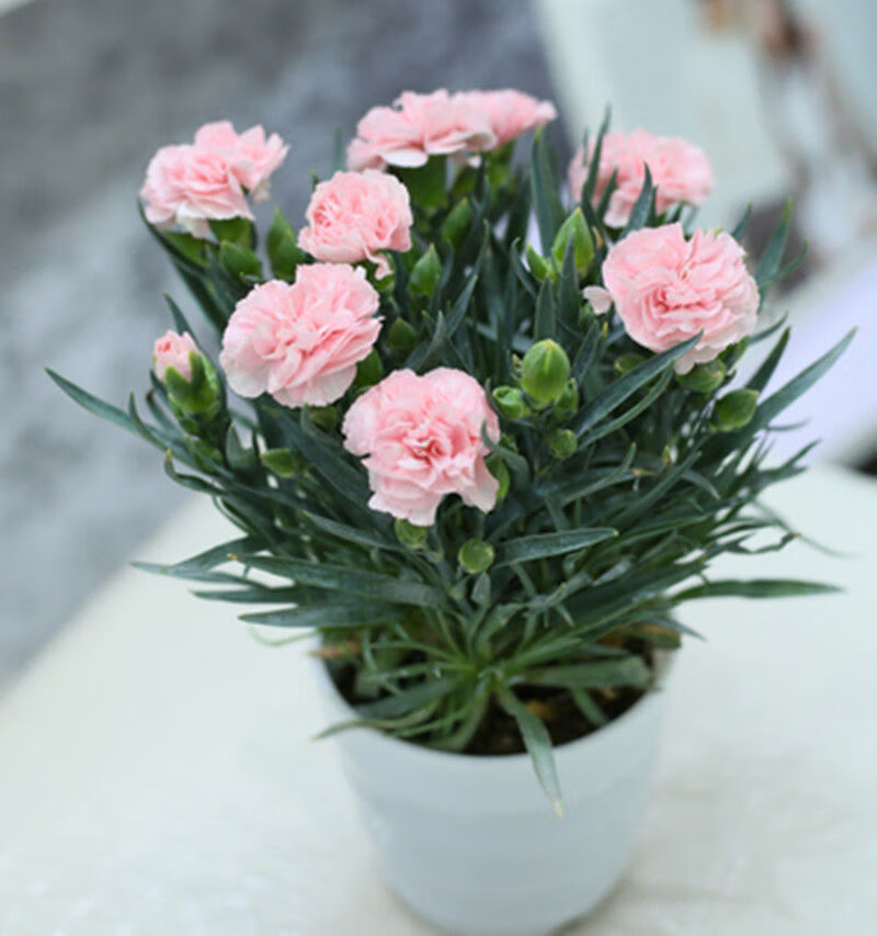 带花苞康乃馨盆栽四季开花大花重瓣桌面盆栽石竹花苗阳台绿植花卉