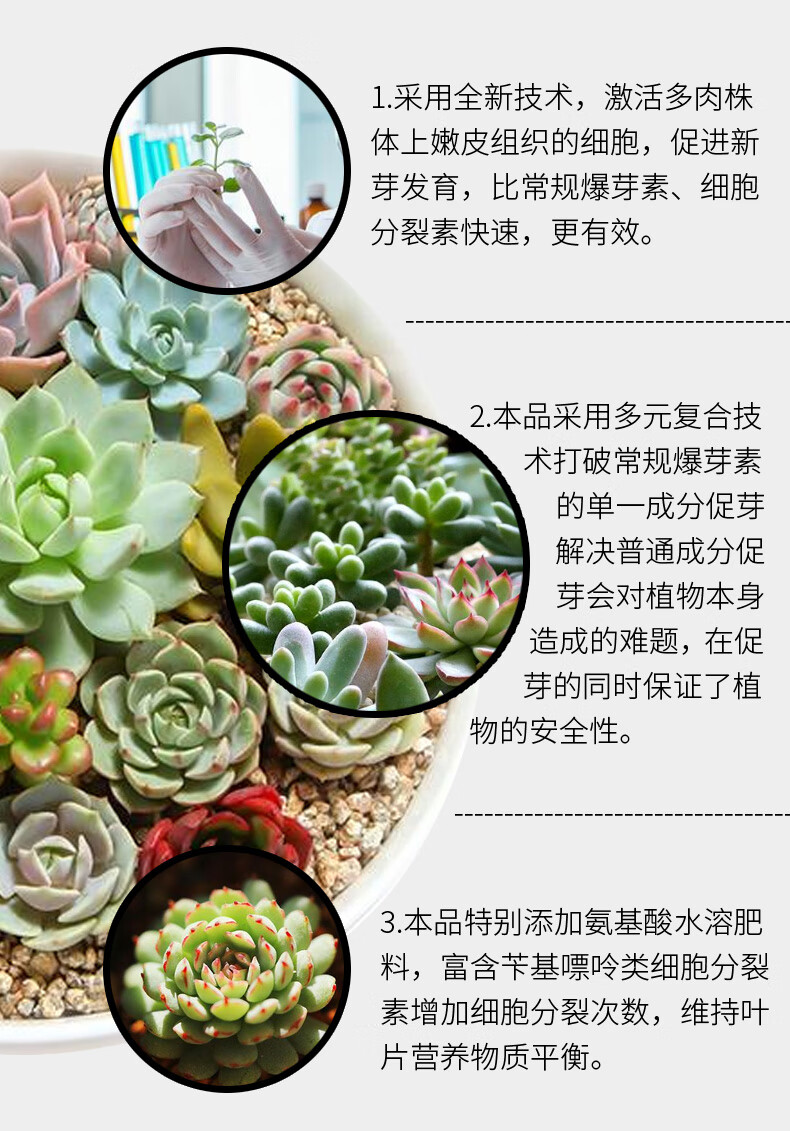 多肉植物优牙素 优芽素多肉专用优芽素蝴蝶兰专用多肉优牙素花卉植物
