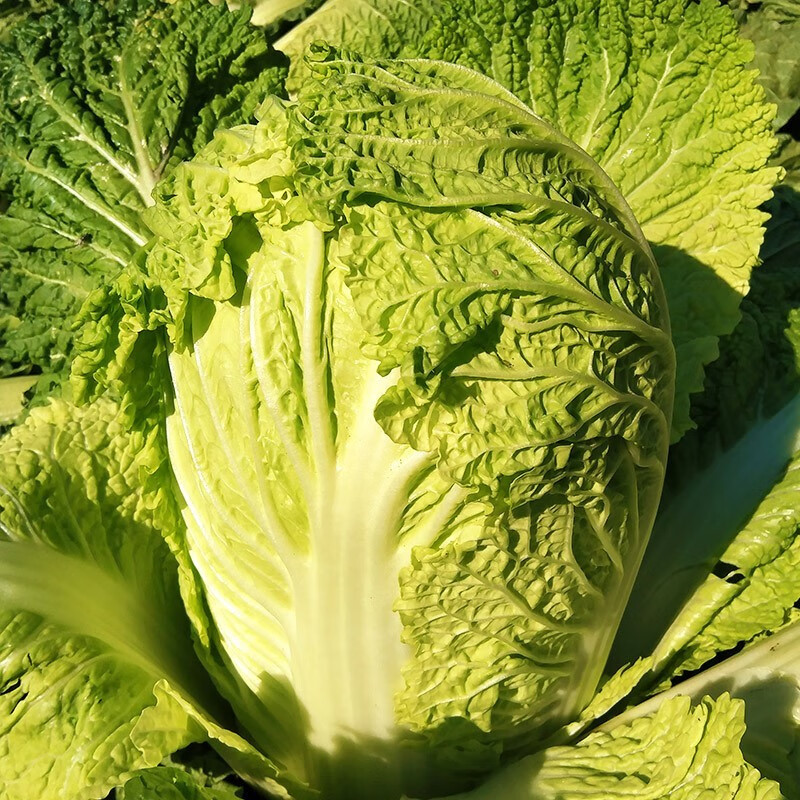 【京鲜达】大白菜新鲜当季蔬菜农家自种食用包心菜青菜时令蔬菜 15斤