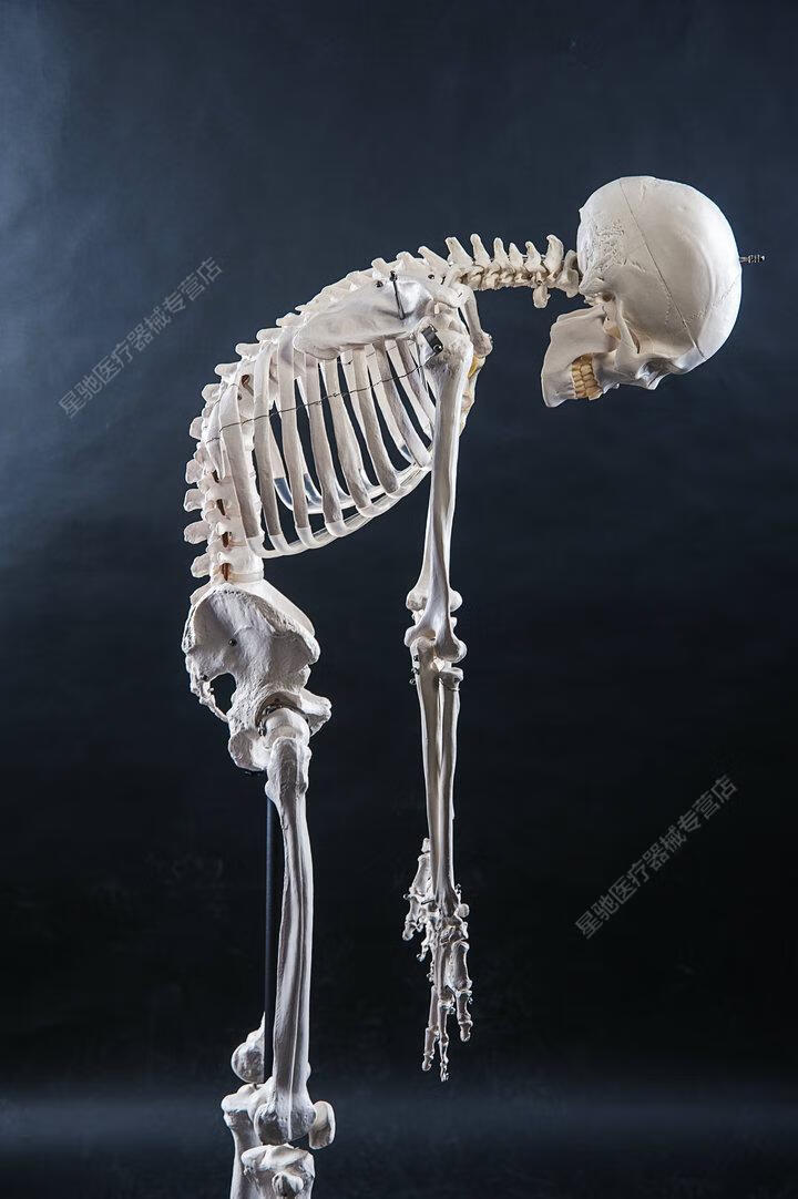 品牌优选医学170cm180人体全身骨骼模型骷髅骨架标本脊柱180附肌肉起