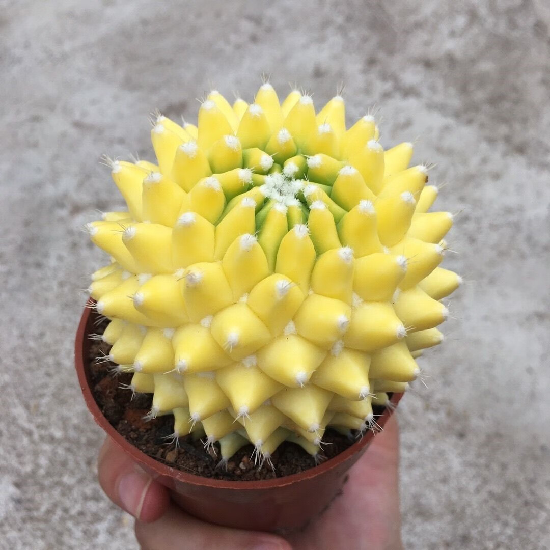 迎春锦仙人球直径7-8cm带盆土发货多肉植物 紫牡丹6-7cm【图片 价格