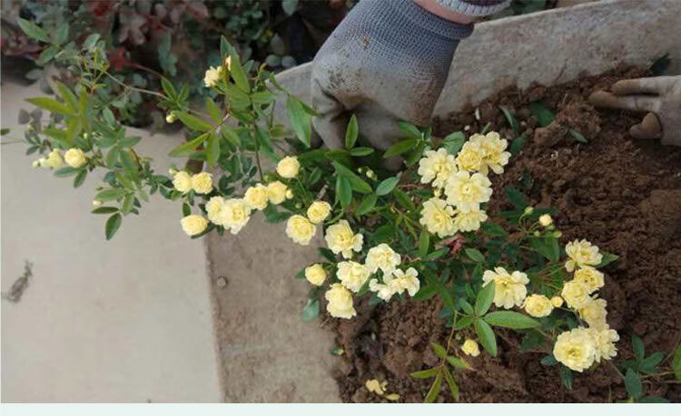 木香花苗 红色木香黄花木香爬藤植物七里香花苗盆栽 庭院阳台蔷薇花苗
