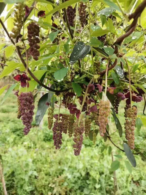 祉鹿 正宗八月瓜果树苗野生八月炸瓜苗四季种植南方八月瓜树苗当年