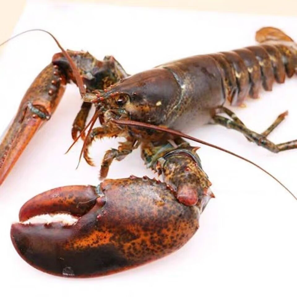 青封铭 波士顿大龙虾活体速冻超大虾波士顿龙虾海鲜鲜活水产海鲜生鲜
