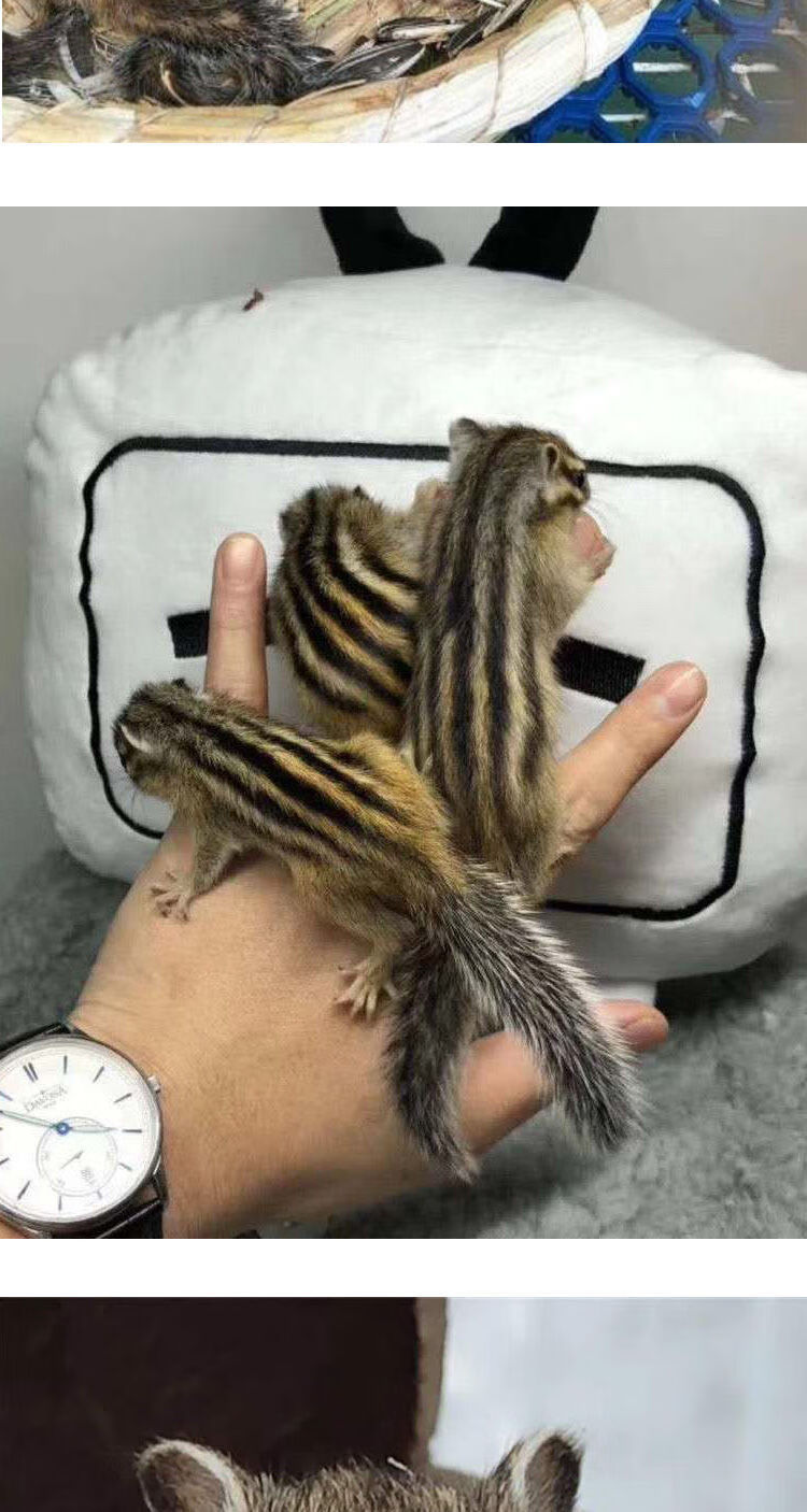 金花松鼠幼崽 两只(一公一母)【图片 价格 品牌 报价】-京东