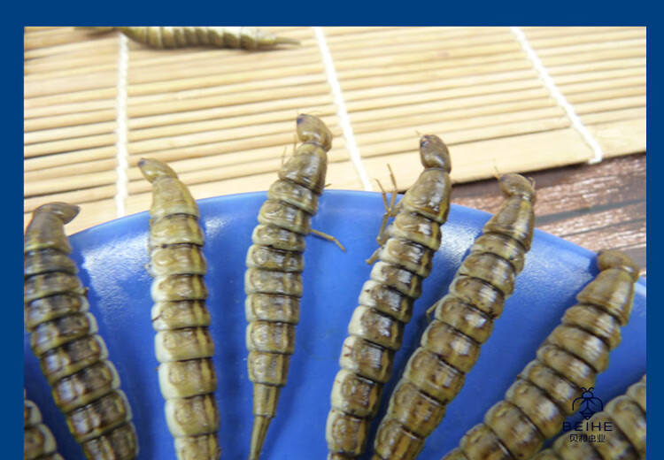 新鲜金边龙虱幼虫水蜈蚣鲜香味美食用昆虫油炸烧烤虫子500克【图片