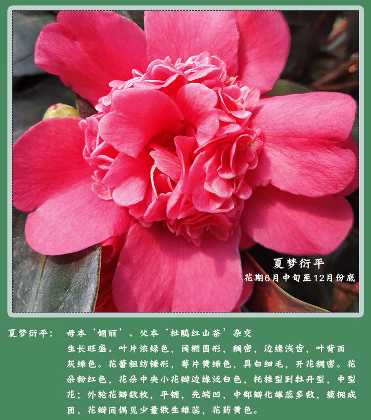 名贵夏日七心茶花盆栽各种花卉植物嫁接树苗四季山茶花新品种重瓣3