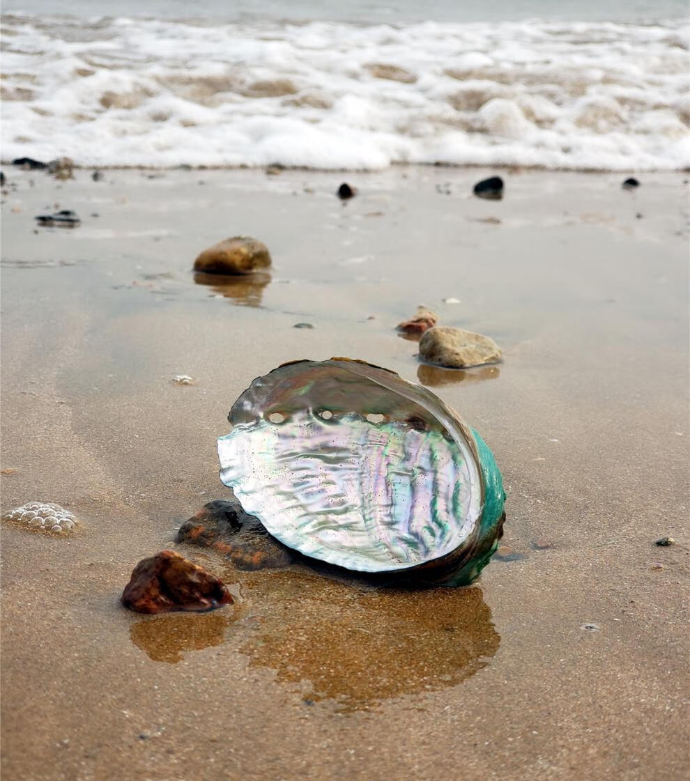 天然海螺贝壳超大非洲鲍鱼壳澳洲大鲍鱼壳鱼缸造景贝盆景盆栽多肉花草