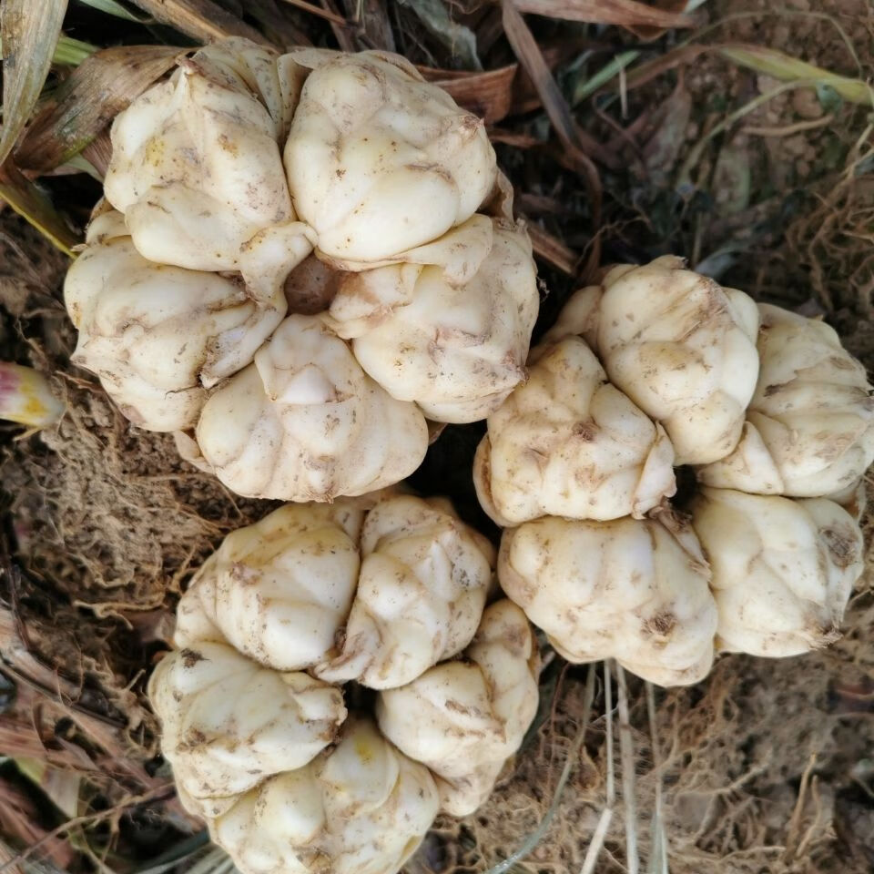 富硒新鲜百合药食同源恩施特产蔬菜有味苦农家自种卷丹新鲜百合特大果