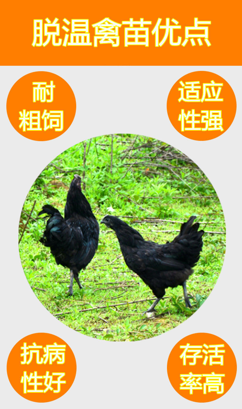 zxc一斤纯种五黑鸡活体批发活鸡乌鸡乌骨鸡成年鸡绿壳蛋鸡母鸡脱温鸡
