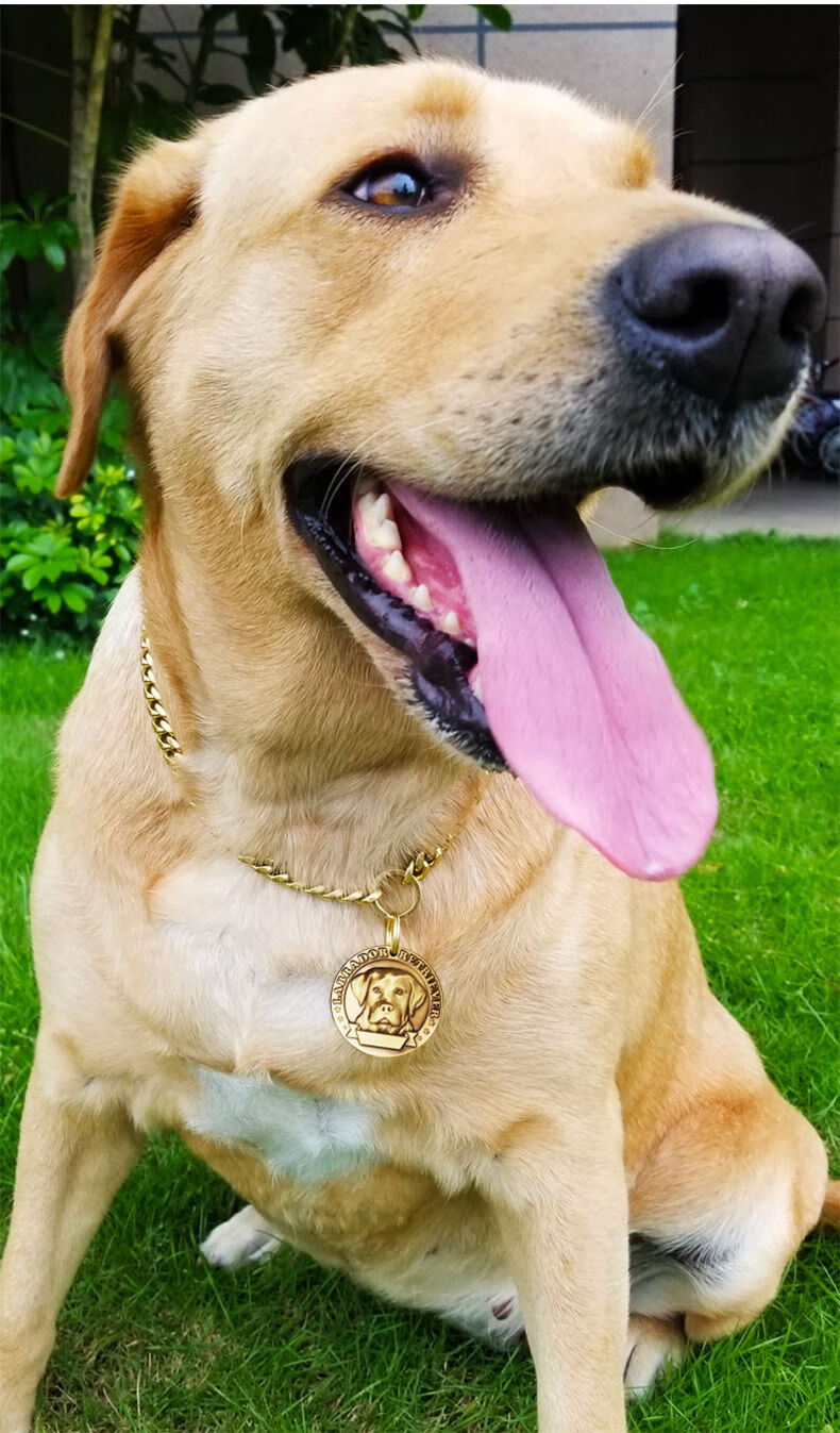 金色项圈狗牌身份牌定制刻字挂牌防丢吊牌铜链子装饰黄铜链泰迪c款40