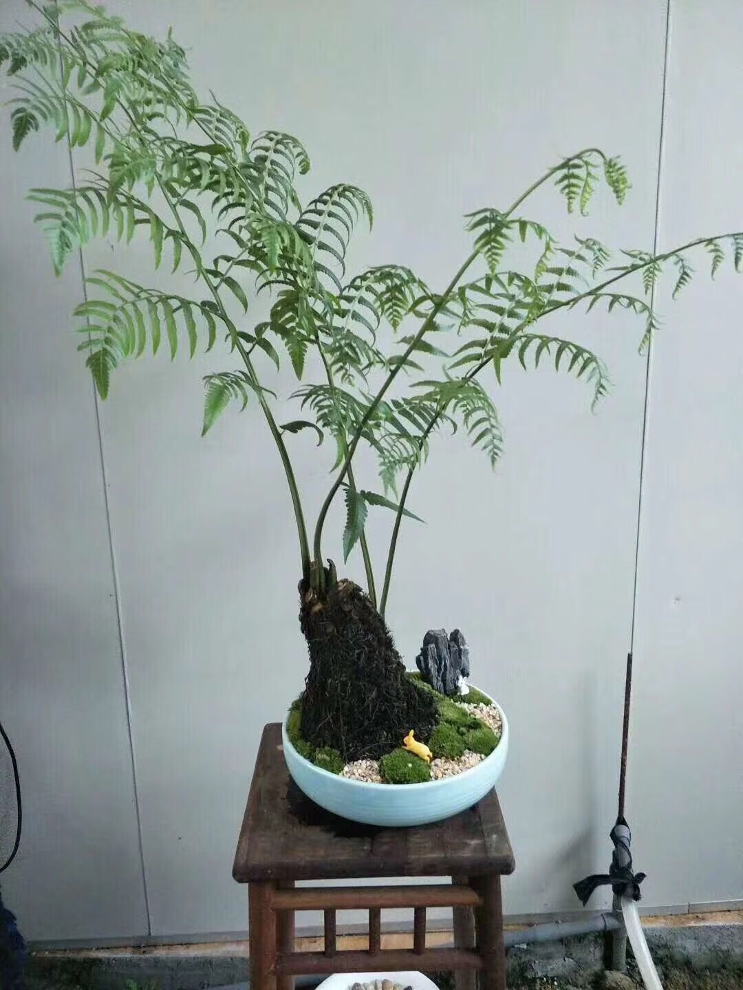 桫椤树苗植物室内摆设四季花园庭院景观绿植盆栽q 桩高15公分当季带芽