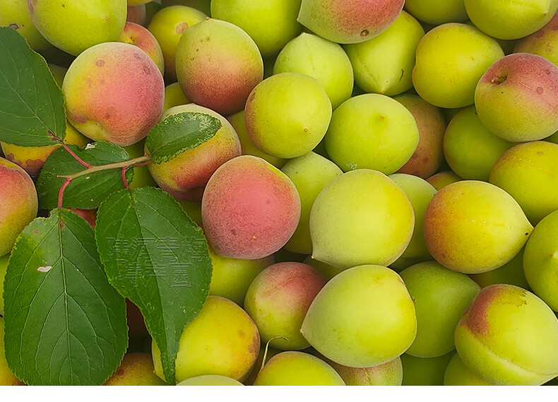 (2022年头茬)陆河青梅 鲜果 新鲜胭脂红梅 泡酒青梅果 泡青梅酒 酵素