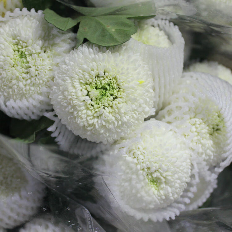 乒乓菊配花花乒乓菊批花菊花鲜花卧室客厅插花鲜花圆花 乒乓菊(白色)