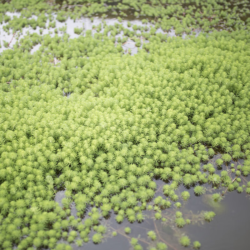 黄花水龙狐尾草水花生漂浮活体水培植物花卉鱼缸池塘净化水质造景绿色