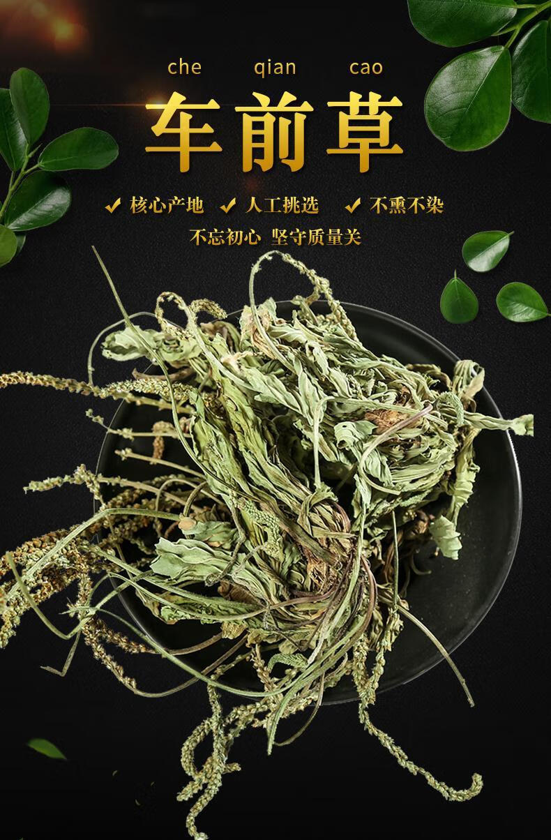 车前草药用价值图片