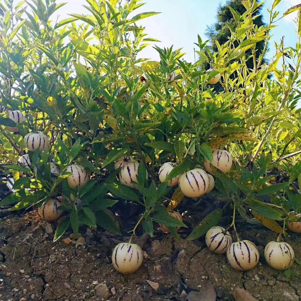 年货精选云南石林新鲜人参果圆果大果整箱新鲜当季水