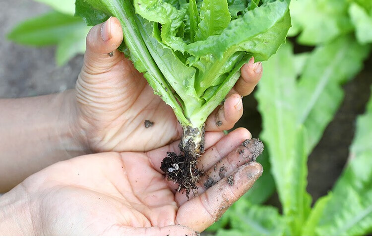 农之子 无斑香油麦菜种子青菜种籽四季 四季米香油麦菜20克/袋【图片