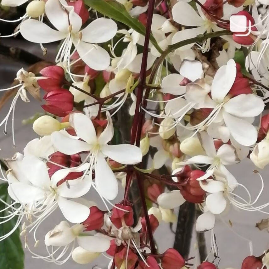 黎秋科 荷兰进口垂丝茉莉花卉盆栽垂枝茉莉花苗四季开花大苗好养易活