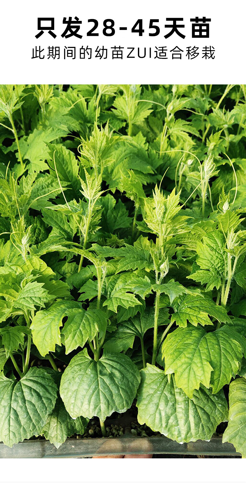 苹果苦瓜苗秧大全菜苗南方种四季盆栽家庭种植春季秧苗小癞瓜幼苗小