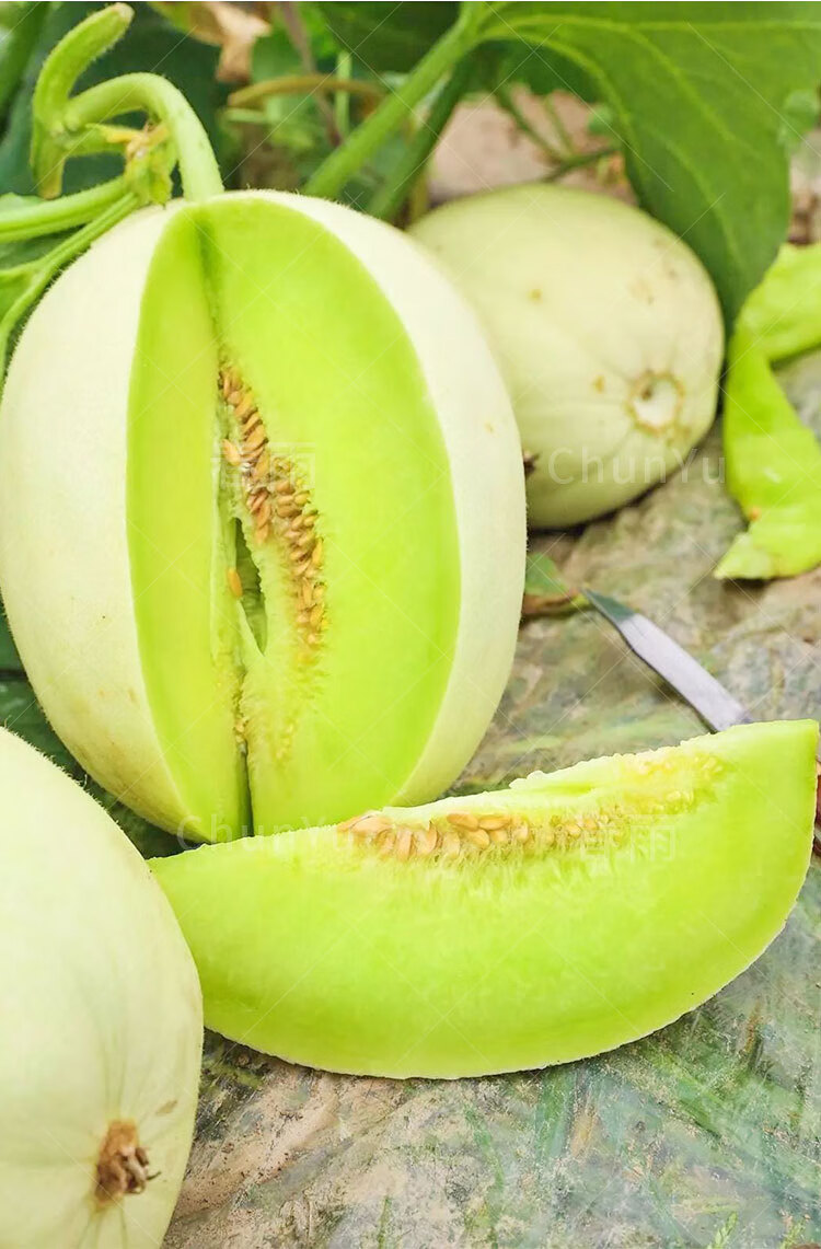 玉菇甜瓜种籽种子瓜种香瓜玉姑香甜四季白皮春季水果瓜类甜瓜种孑