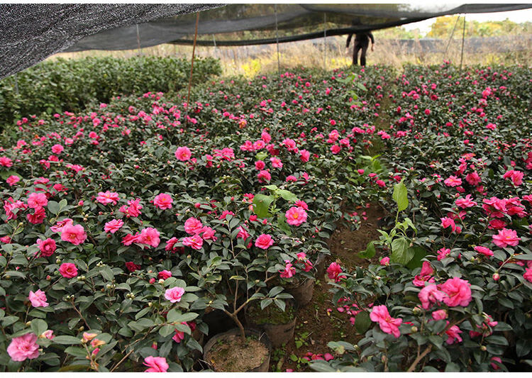 茶梅花苗树苗茶花盆栽盆景冬茶梅四季开花带花苞庭院耐寒耐冻植物红茶