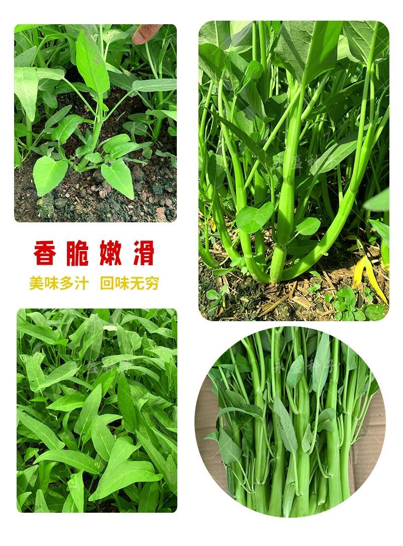 三叉空心菜种籽大叶青梗柳叶种籽四季阳台盆栽蔬菜种子空心菜 -量大
