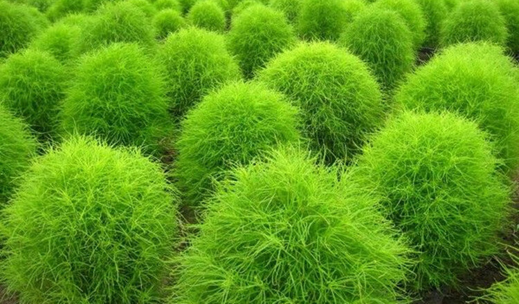 红色扫帚草种子 绿草草坪种子花卉种子 庭院观赏地肤种籽 绿地肤1000