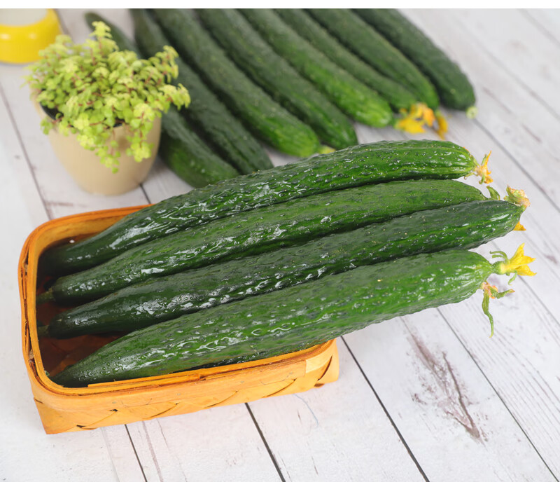 新鲜大黄瓜5斤当季青瓜时令蔬菜水果5斤