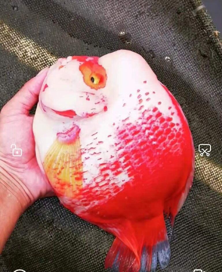 嘉瑰高端红白雪山财神鱼红白元宝精挑红财神雪山财神鱼大型热带观赏鱼