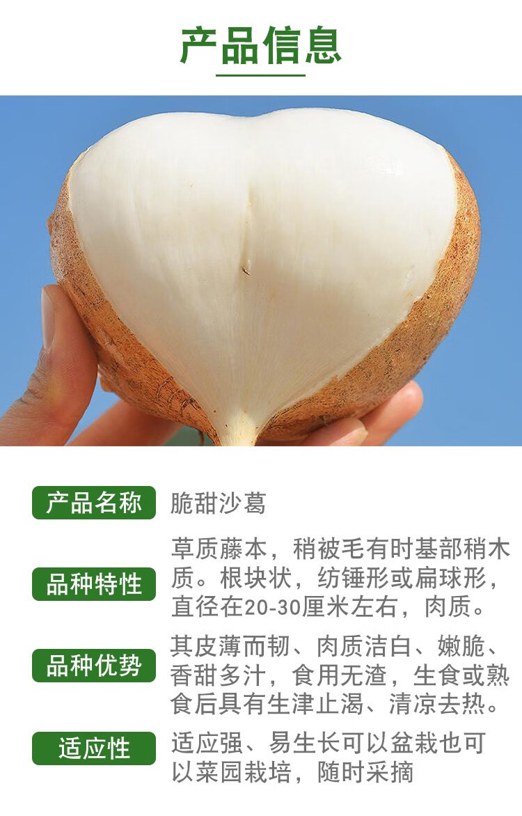 凉薯沙葛地瓜土瓜种子特大阳台盆栽蔬菜瓜种子瓜果种籽春季种植15克