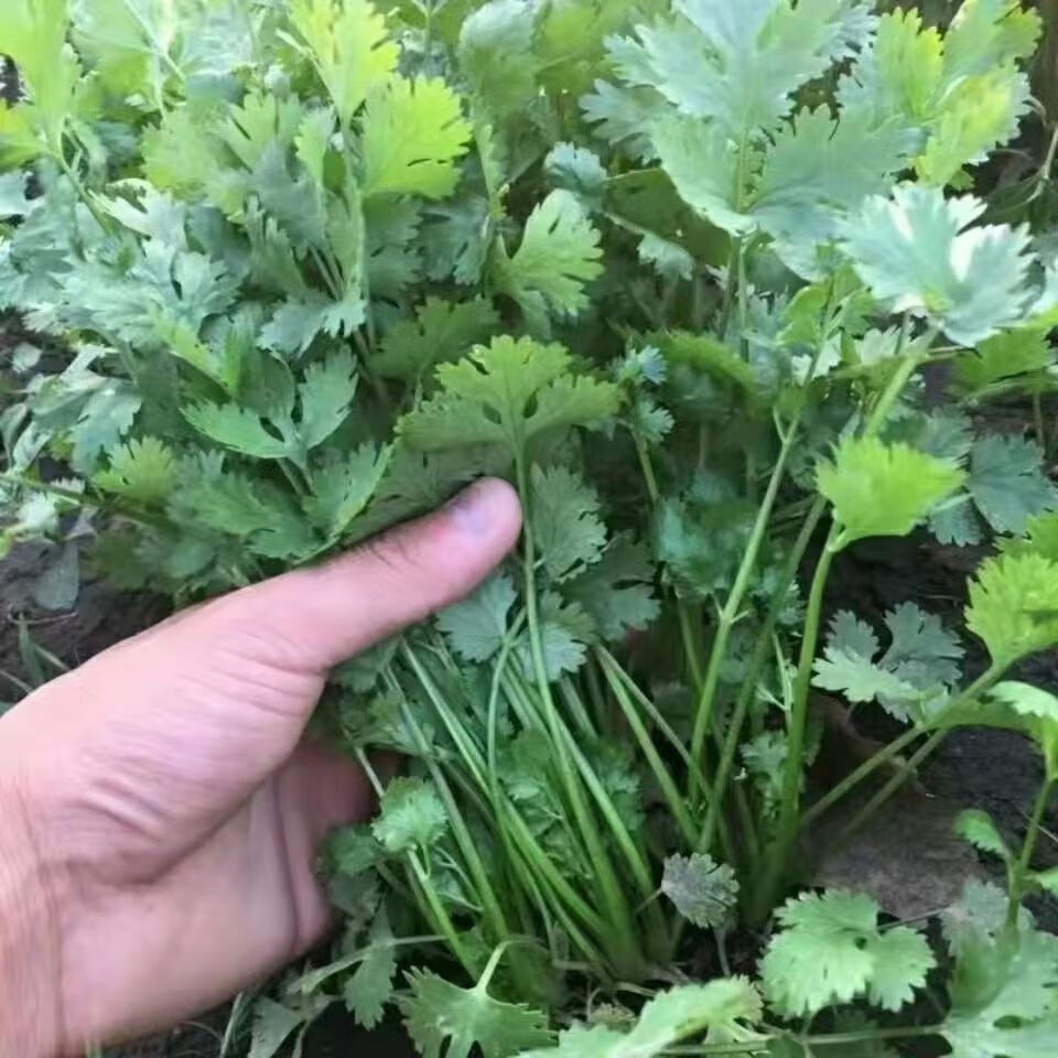 新鲜香菜蔬菜大全农家种植新鲜采摘芫荽芫茜当季 恒温箱加冰1斤【图片