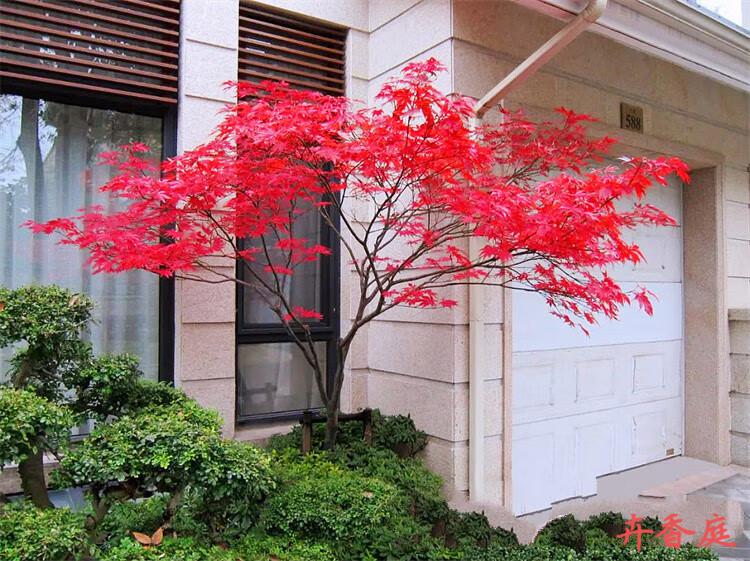 日本红枫树苗红舞姬盆栽地栽中国红枫庭院别墅造景树苗三季红树苗 12