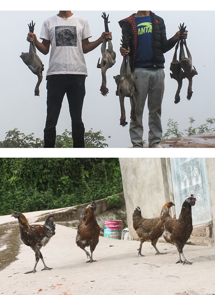 zxc现货四川岩鹰鸡凉山土鸡活体鸡苗脱温鸡半斤以上半大高脚毛脚鸡 2