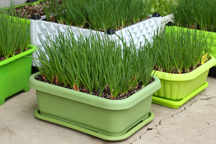 韭菜根韭菜种子籽紫红根韭菜苗四季小香葱头室内盆栽阳台种植蔬菜韭菜