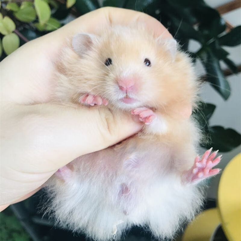 kjhgf家养金丝熊黑波利长毛卷毛黄波利火波纯银包活黑眼线 【黄波长毛