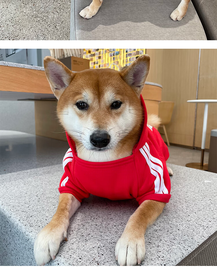 2022新款柴犬衣服秋冬保暖柴犬狗新年衣服加绒冬季中型犬国潮卫衣外套