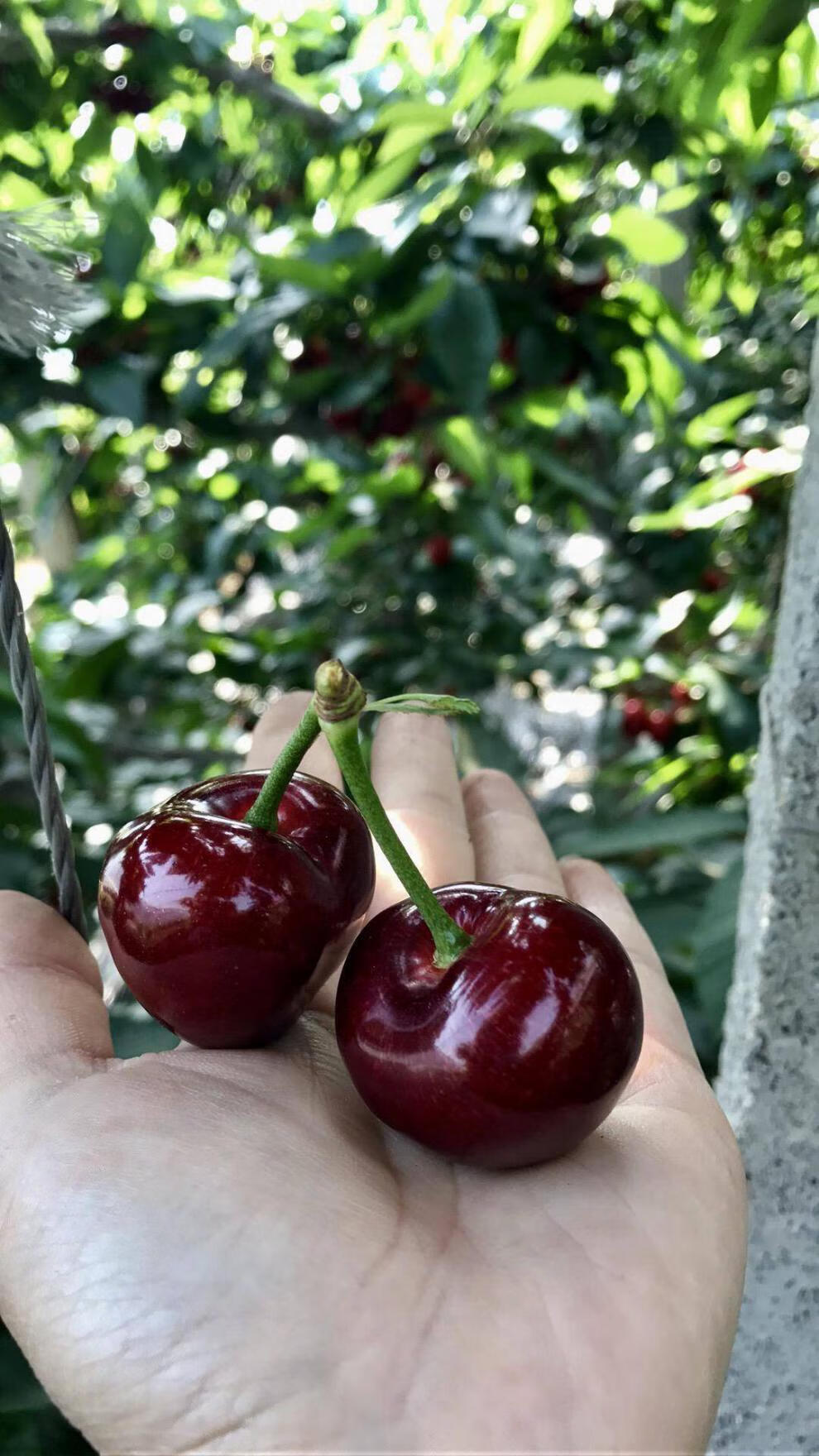 【顺丰空运】雅果汇樱桃5斤果王大连黑珍珠血樱桃车厘子2斤装特大果大