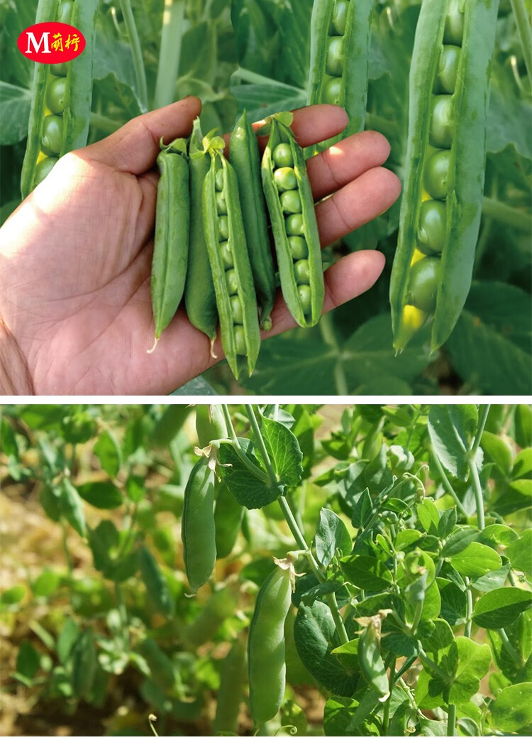 长寿豌豆籽甜脆青豌豆种籽种子秋季蔬菜剥壳硬荚甜麦豆雪豆仁种孑