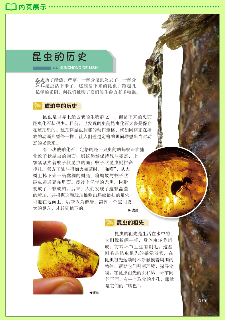 16开精装彩图版昆虫百科少儿必读金典奇趣科普馆学生读物百科全书