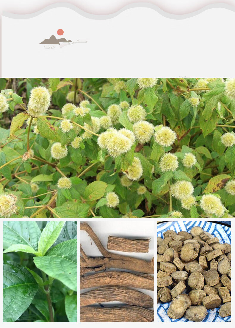 川牛膝可做川牛膝粉川牛夕麻牛膝甜牛膝新货无硫熏怀牛膝 红牛膝 川