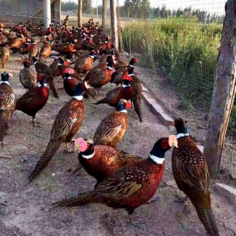 山鸡活体苗七彩山鸡活鸡农家散养直销生态山鸡4公包活到家