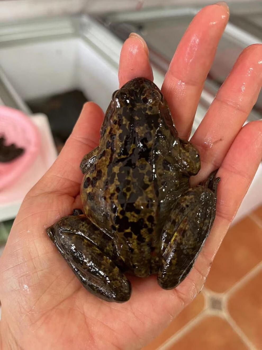 东北长白山蛤母豹子多规格新鲜东北蛤蟆长白山特产鲜活