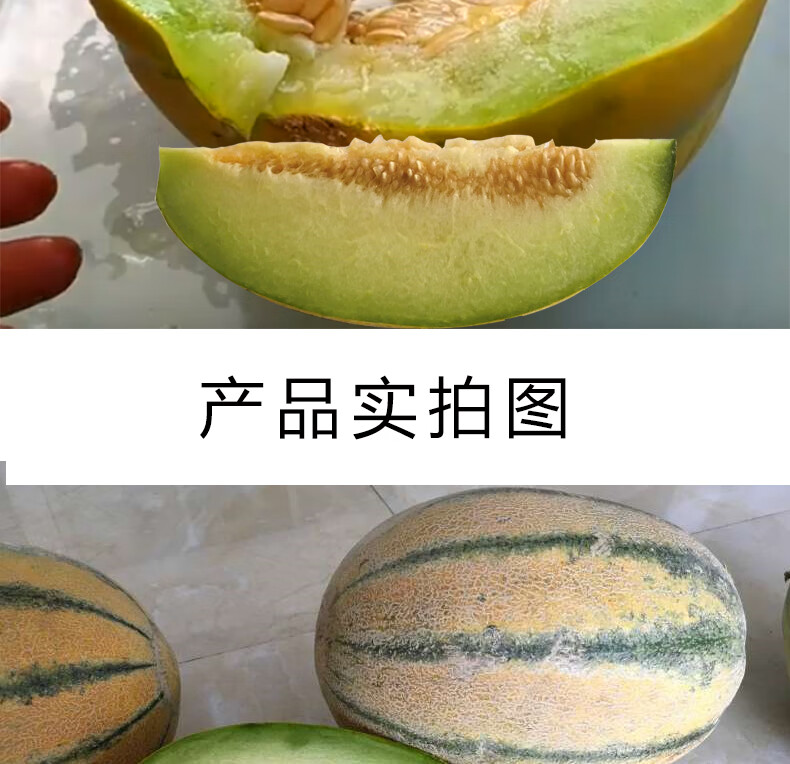 新疆特产老汉瓜柏谢克辛新鲜水果孕妇健康果哈密瓜 8-10斤(2个瓜) 8斤
