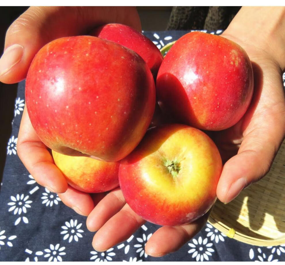 【现摘现发】东北123小苹果新鲜酸甜水果内蒙赤峰5斤 60mm以下 5斤